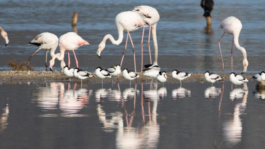 Auch an die 1.000 Flamingos fanden den Weg auf die Insel.