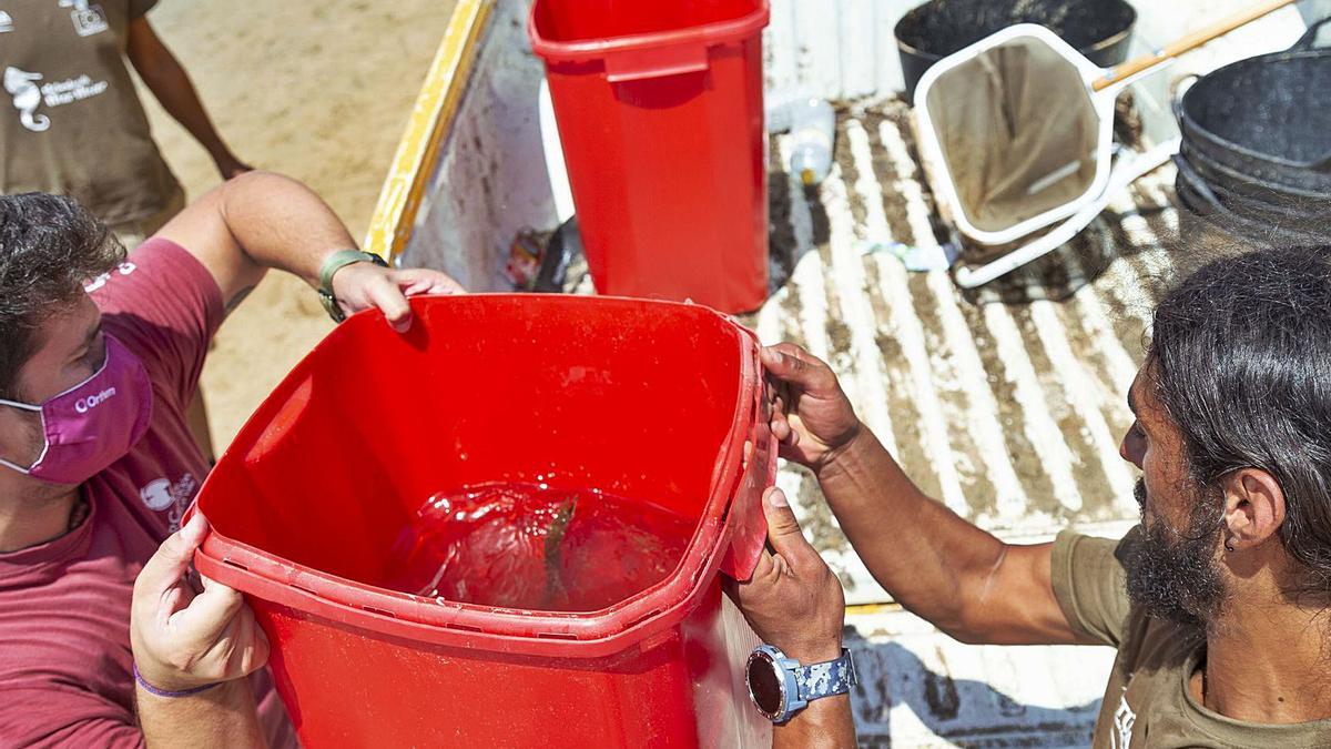 Dos operarios sacan peces aún con vida varados en la orilla de las playas. | URQUÍZAR