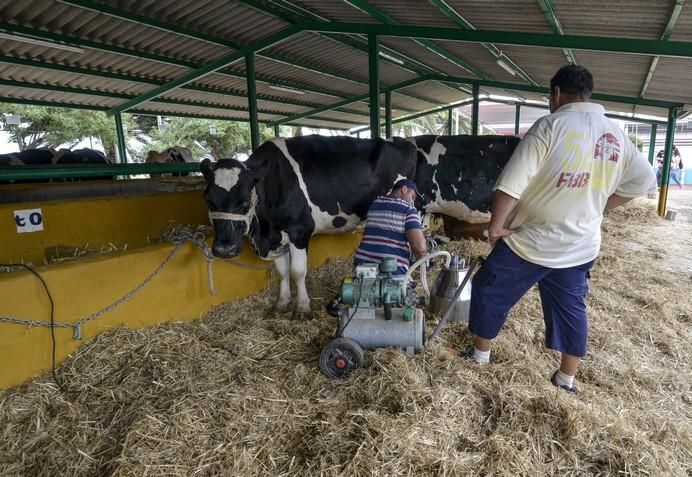 ARUCAS GRAN CANARIA A 27/05/2017. Feria de Ganado en la Granja del Cabildo de Gran Canaria. FOTO: J.PÉREZ CURBELO