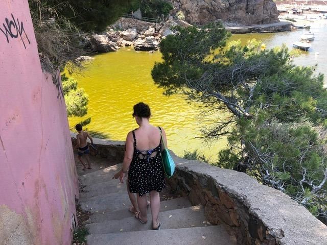 Proliferació d''algues a la costa del Baix Empordà