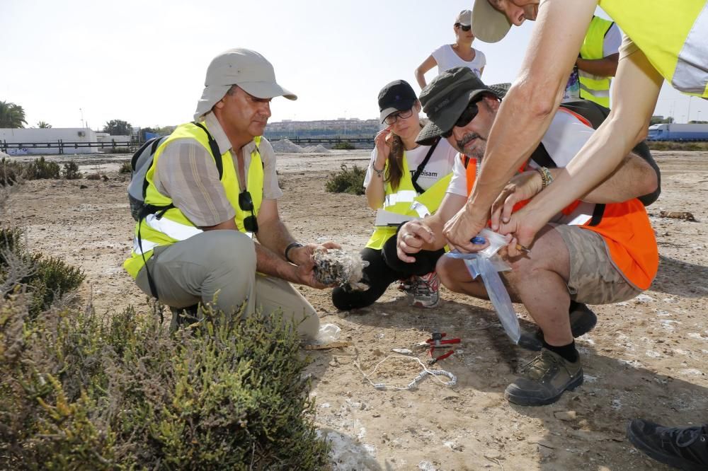 El Ayuntamiento de Torrevieja y la Conselleria de Medio Ambiente realizaron el anillamiento anual de la colonia de gaviotas establecida en el saladar de la laguna de Torrevieja con la ayuda de 30 volu