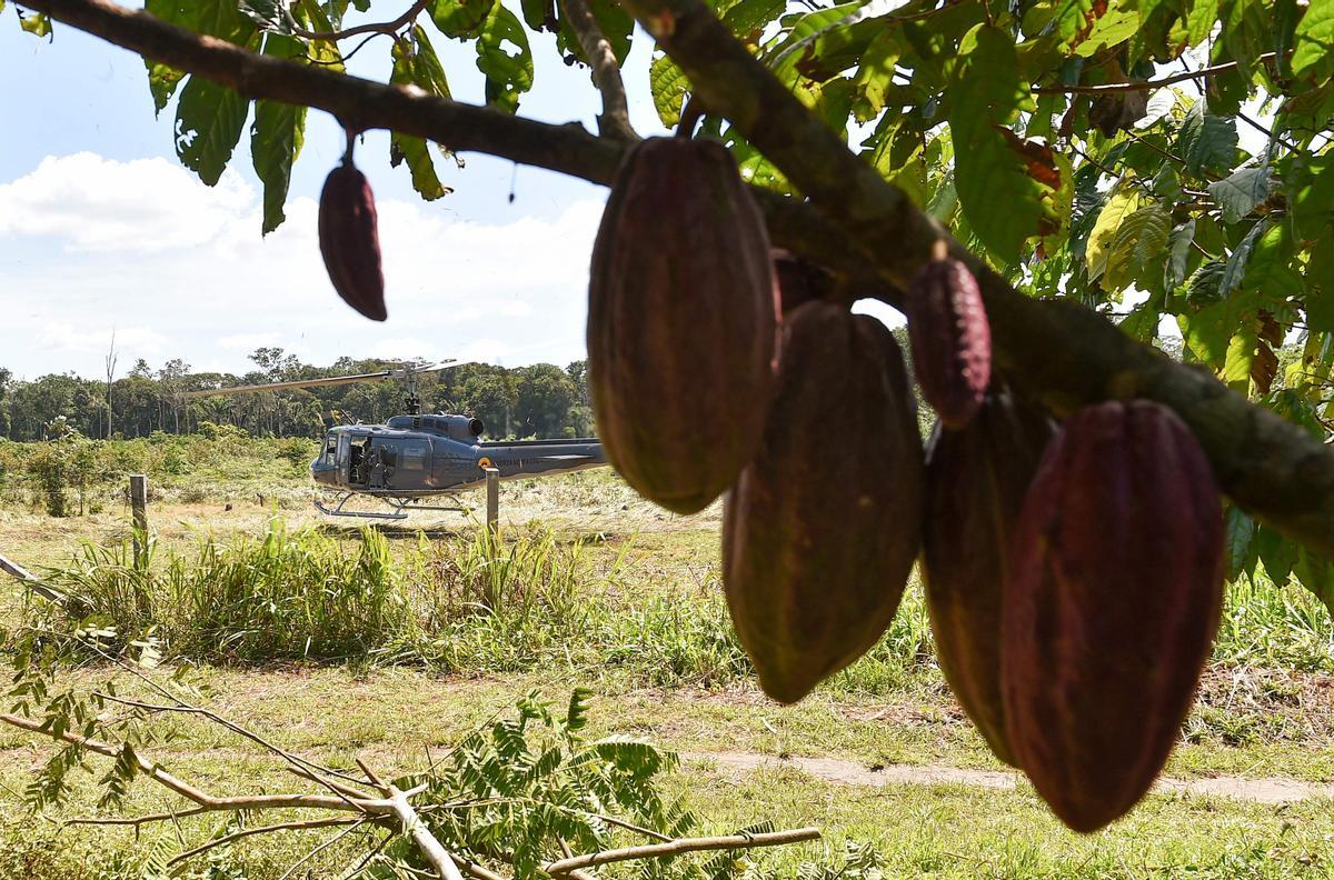 Desde hace diez años en Guerima, Colombia, los árboles de cacao reemplazan a los arbustos de coca en este departamento del tamaño de Guatemala, fronterizo con Venezuela. Está lejos de la bonanza que trajo el ingrediente principal de la cocaína, pero se ha convertido en una fuente estable de ingresos.