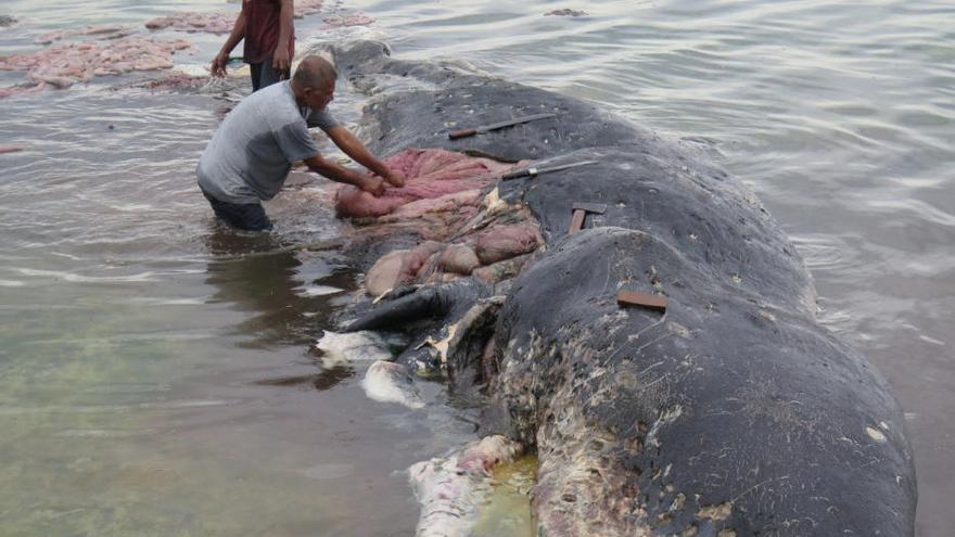 Un catxalot mort amb més de 1000 peces de plàstic a l&#039;estómac