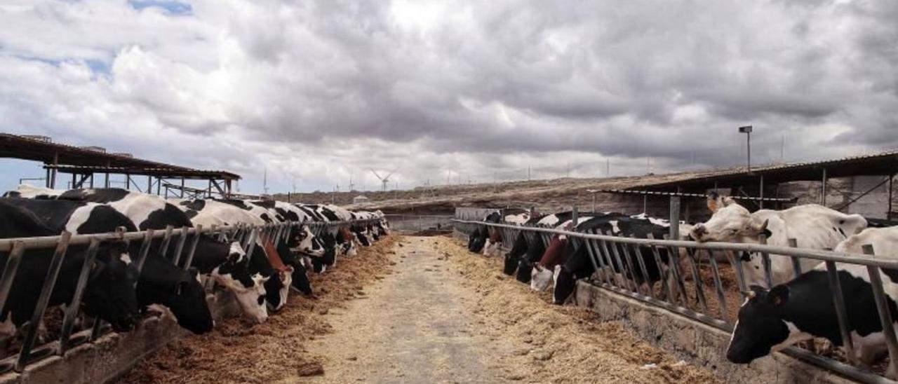 Vacas estabuladas en la explotación del ganadero Heraclio del Castillo, en Fasnia.