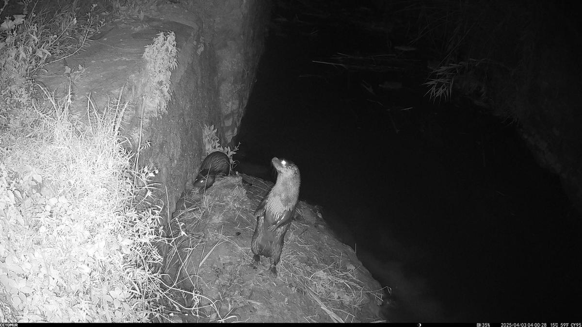 Dos nutrias en el río Segura captadas por las cámaras de fototrampeo