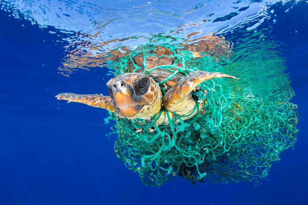 Una tortuga marina atrapada en una red de pesca en la costa de Tenerife. Fotografía de Francis Pérez, ganadora de primer premio individual de la sección Naturaleza.