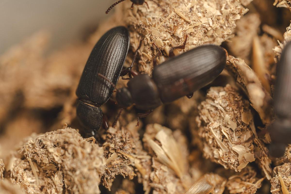 Dos escarabajos adultos, en el laboratorio.