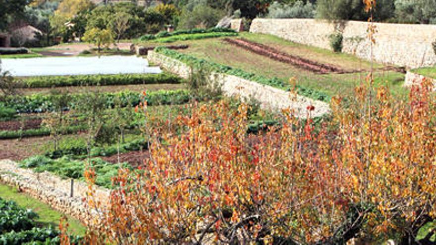 Biogemüse anbauen: Landreform auf Mallorquinisch