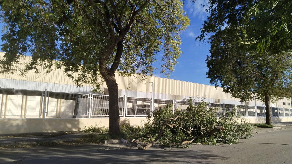 El temporal asociado a la borrasca Kristin ha dejado imágenes de impacto en Xàtiva, las rachas de viento han alcanzado niveles huracanados