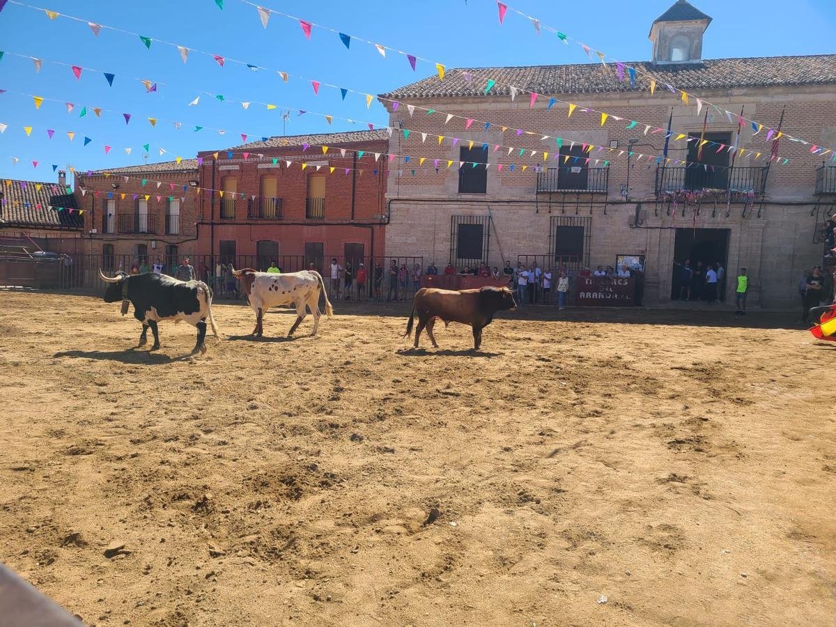 GALERÍA | Morales de Toro vive su primer encierro de las fiestas de San Roque 2024 GALERÍA | Morales de Toro vive su primer encierro de las fiestas de San Roque 2024
