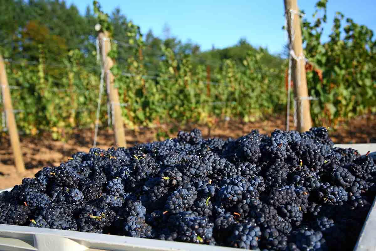 Pinot noir