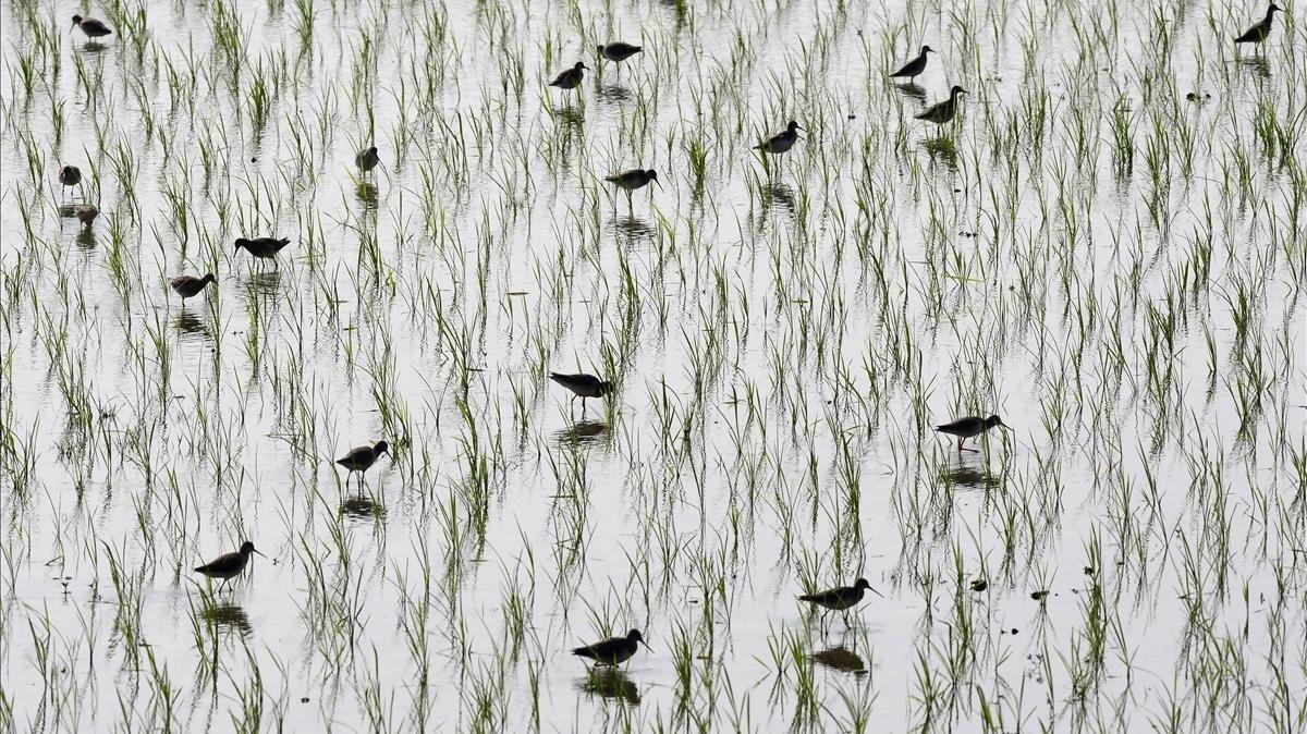 Varias aves migratorias buscan comida en un plantio de arroz  este viernes en el distrito de Marigaon  India  