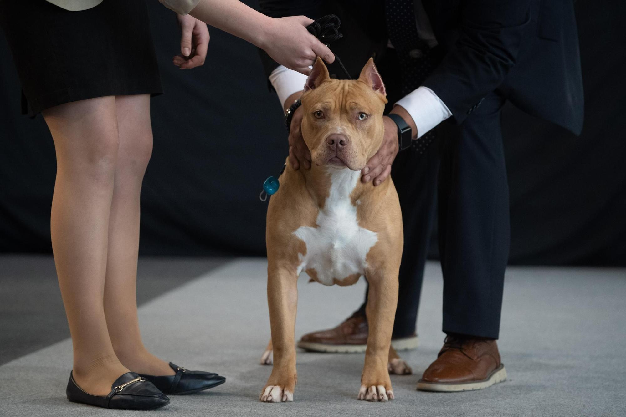 GALERÍA | Las mejores imágenes de perros