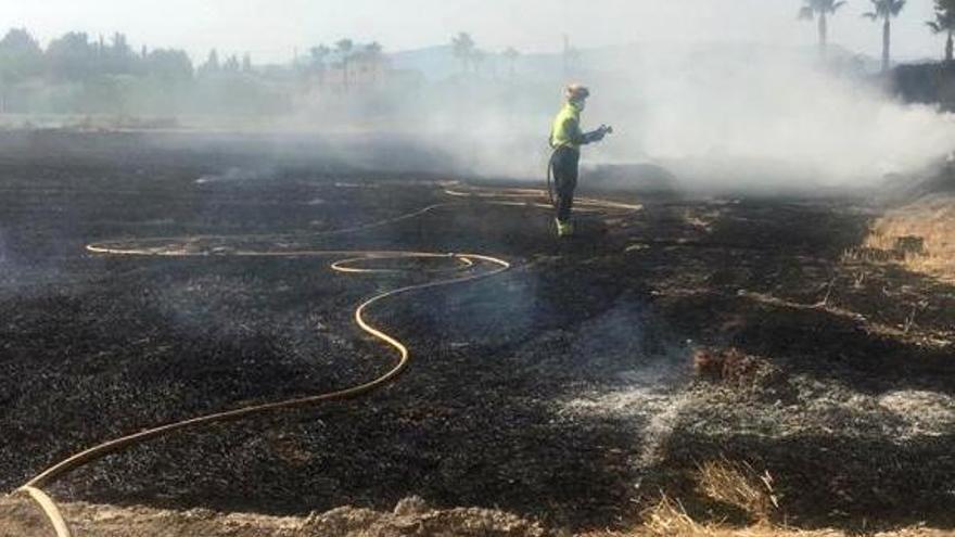 Un incendio calcina 5.000 metros de palmeras y matorral en Dolores