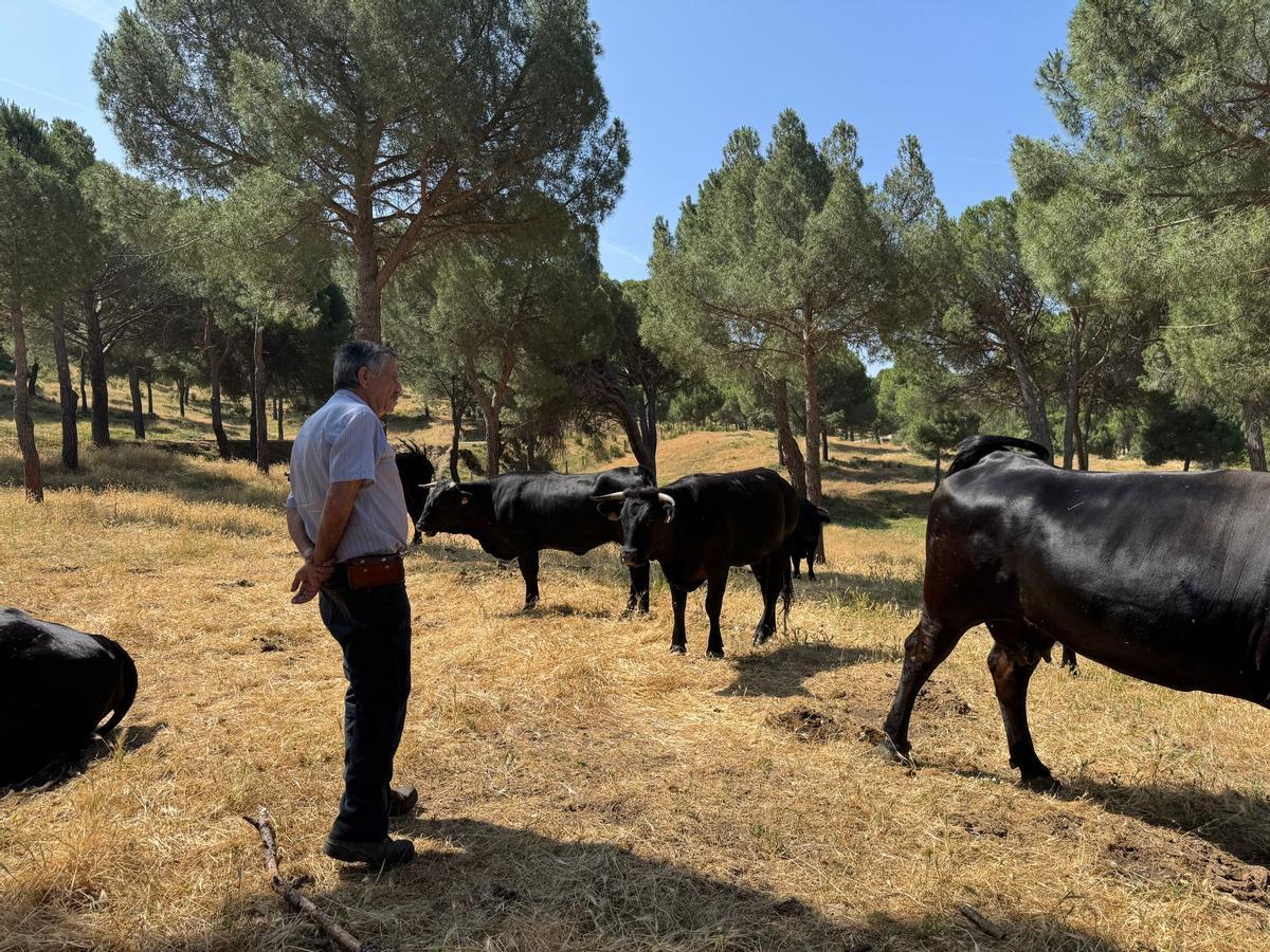 Uno de los ganaderos que participa en el programa de pastoreo preventivo de la Comunidad de Madrid, junto a varios toros y vacas.