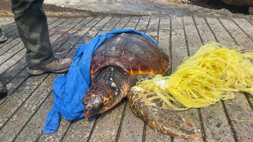 Rescatada una tortuga herida y atrapada en una red de pesca en lbiza