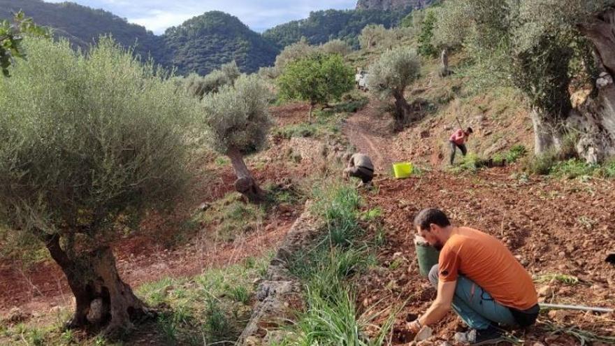 Serra de Tramuntana: Siembran 4.000 plantas autóctonas para luchar contra la erosión