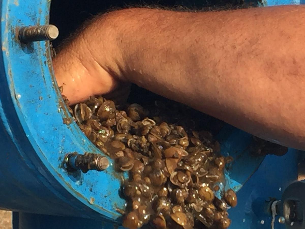 Tubería infestada con ejemplares de almeja asiática en la vega baja del Guadiana.