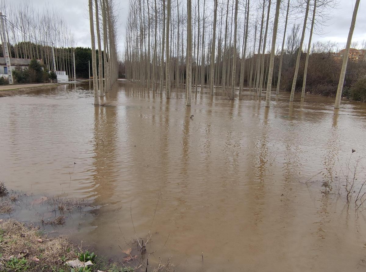 GALERÍA / El río Órbigo desbordado en Benavente, en imágenes GALERÍA / El río Órbigo desbordado en Benavente, en imágenes