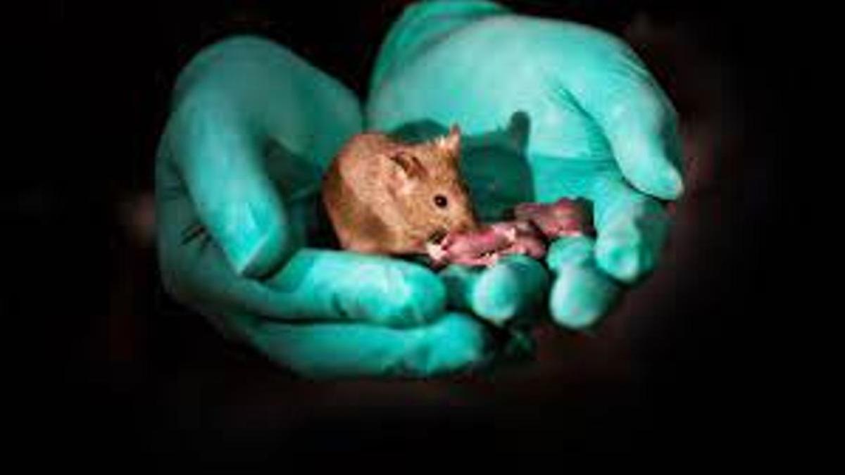 El instinto maternal de las ratonas: un circuito cerebral hace que reaccionen ante el llanto de sus crías.