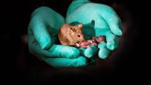 El instinto maternal de las ratonas: un circuito cerebral hace que reaccionen ante el llanto de sus crías.