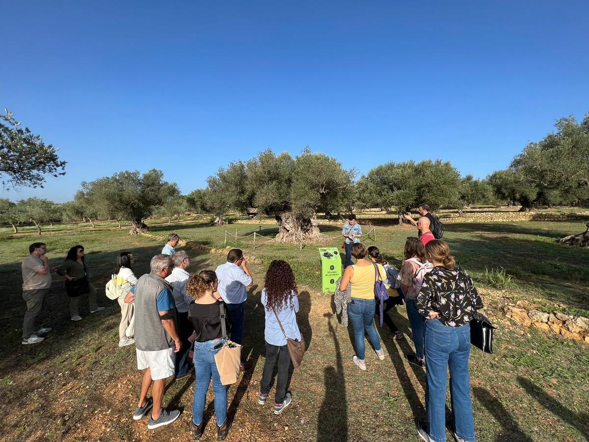 Museo de los olivos al aire libre en la Jana.
