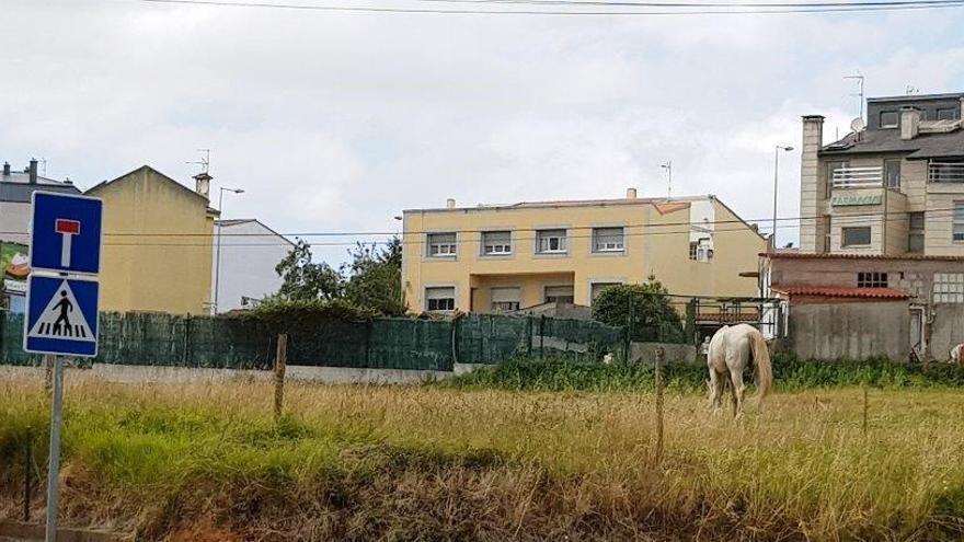 Libera denuncia un caballo atado &quot;de forma perpetua&quot; en Oleiros