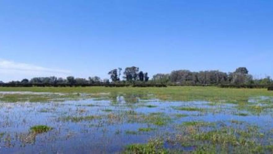 Estado de la marisma en la zona de Fuente del Duque a 4 de abril en Doñana (Huelva).