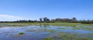 Doñana "aún no ha salido del momento crítico" pese a las lluvias