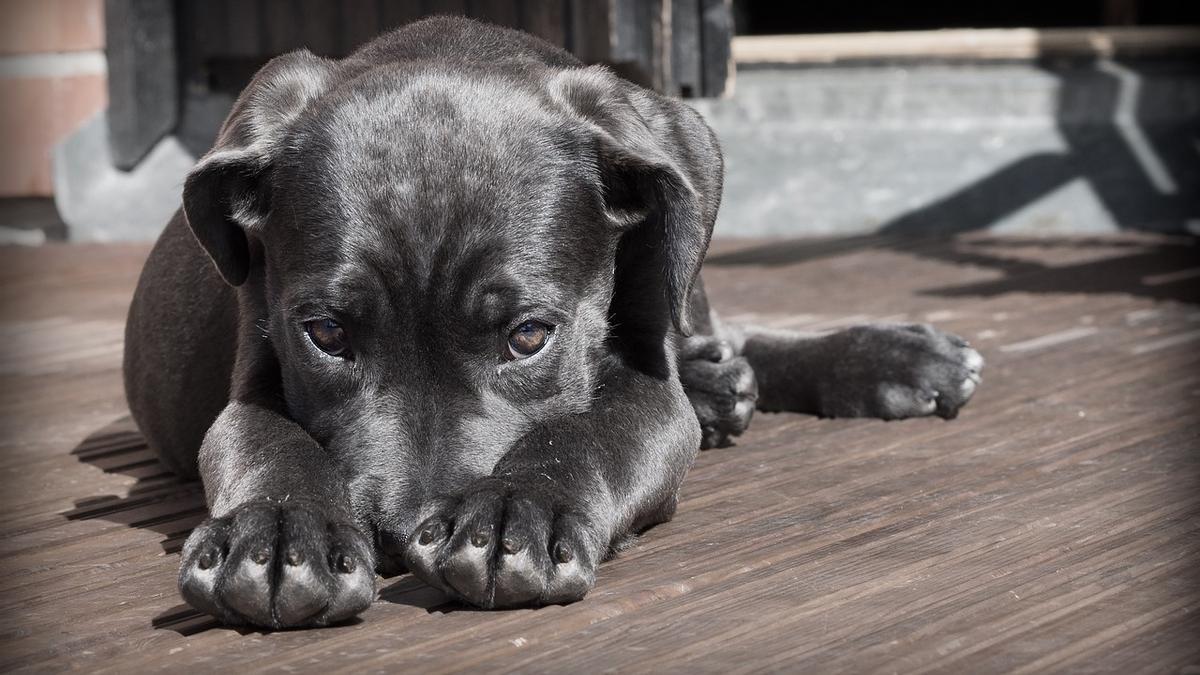 Un perro en la calle