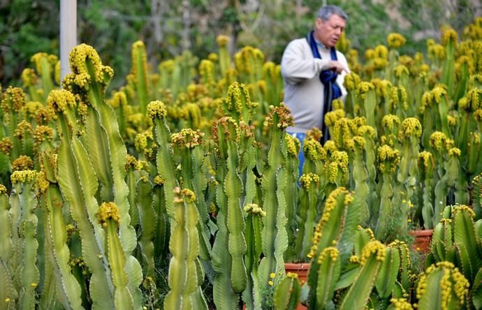 01/03/2019 MONTAÑA LOS VELEZ, AGÜIMES. Plantas para exportación de Viveros El Rosal. SANTI BLANCO