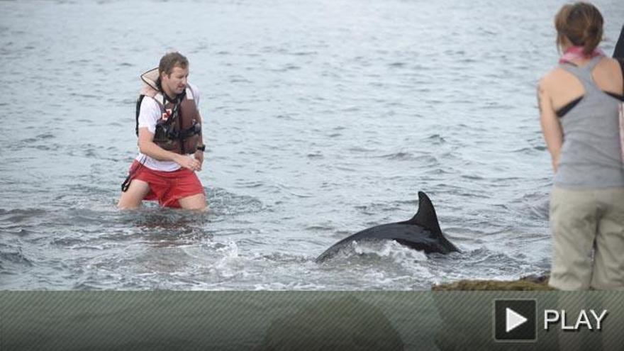 Aparece un delfín en la playa de Las Canteras