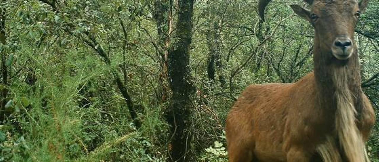 Imagen de un arruí captada en la Font Roja con la técnica del fototrampeo.