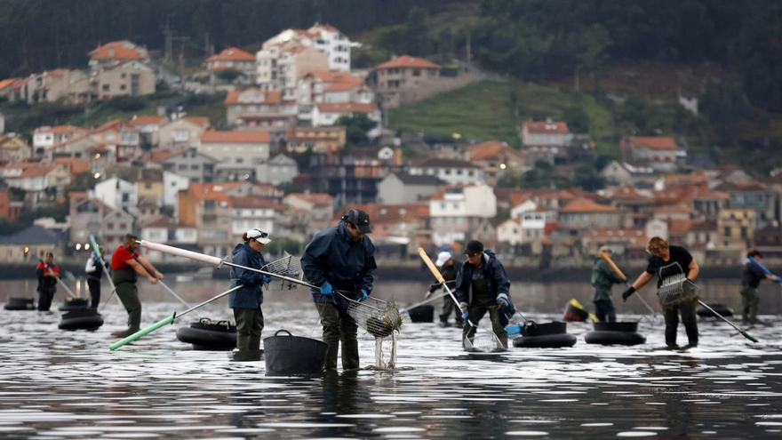Marisqueo a pie en Poio.