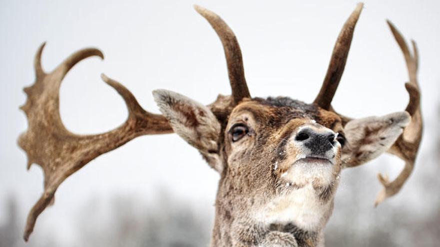 Hay animales tienen adornos que dificultan su supervivencia.