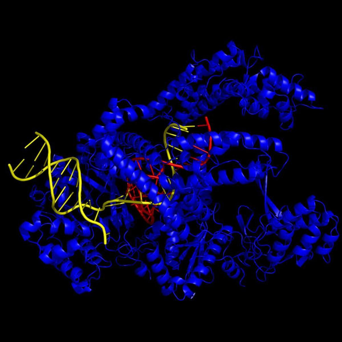 Una predicción informática de la estructura tridimensional de la proteína AlCas12a (azul), unida a un ARN guía (rojo) y el ADN diana (amarillo)
