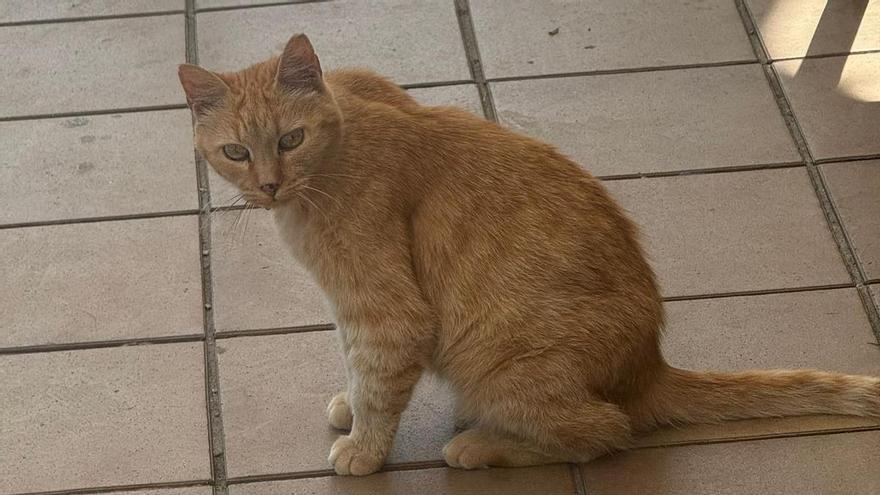 El día a día de la gata que vivía en O Castro y cuidaban los empleados de la cafetería