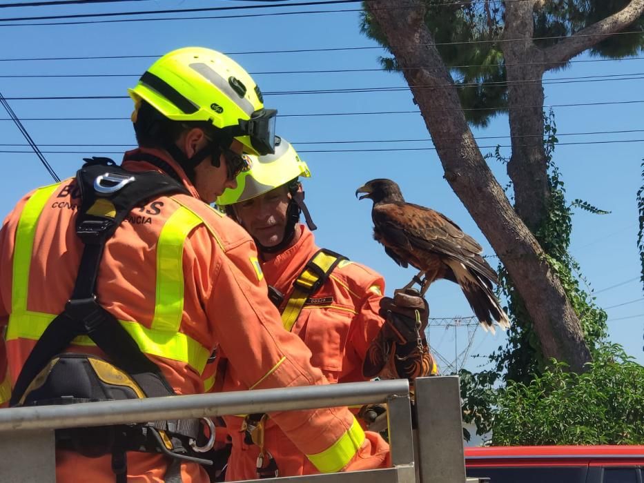 Los bomberos rescatan a un halcón atrapado en un árbol en l'Eliana