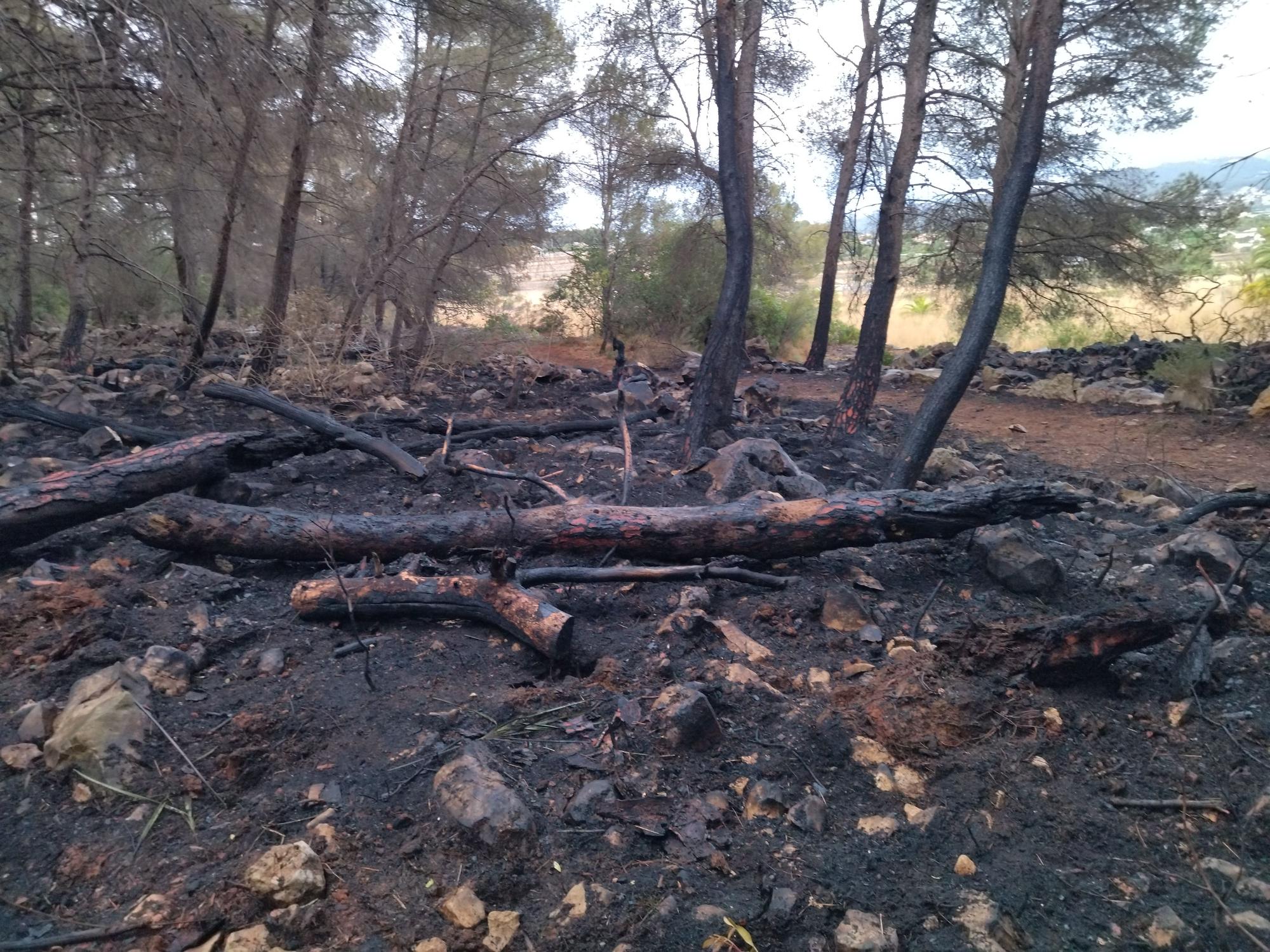La lluvia refresca el bosque calcinado por el enésimo incendio en el Montgó