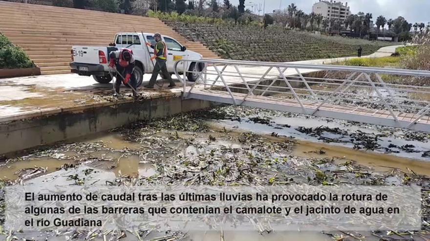 El temporal llena de camalote el Guadiana