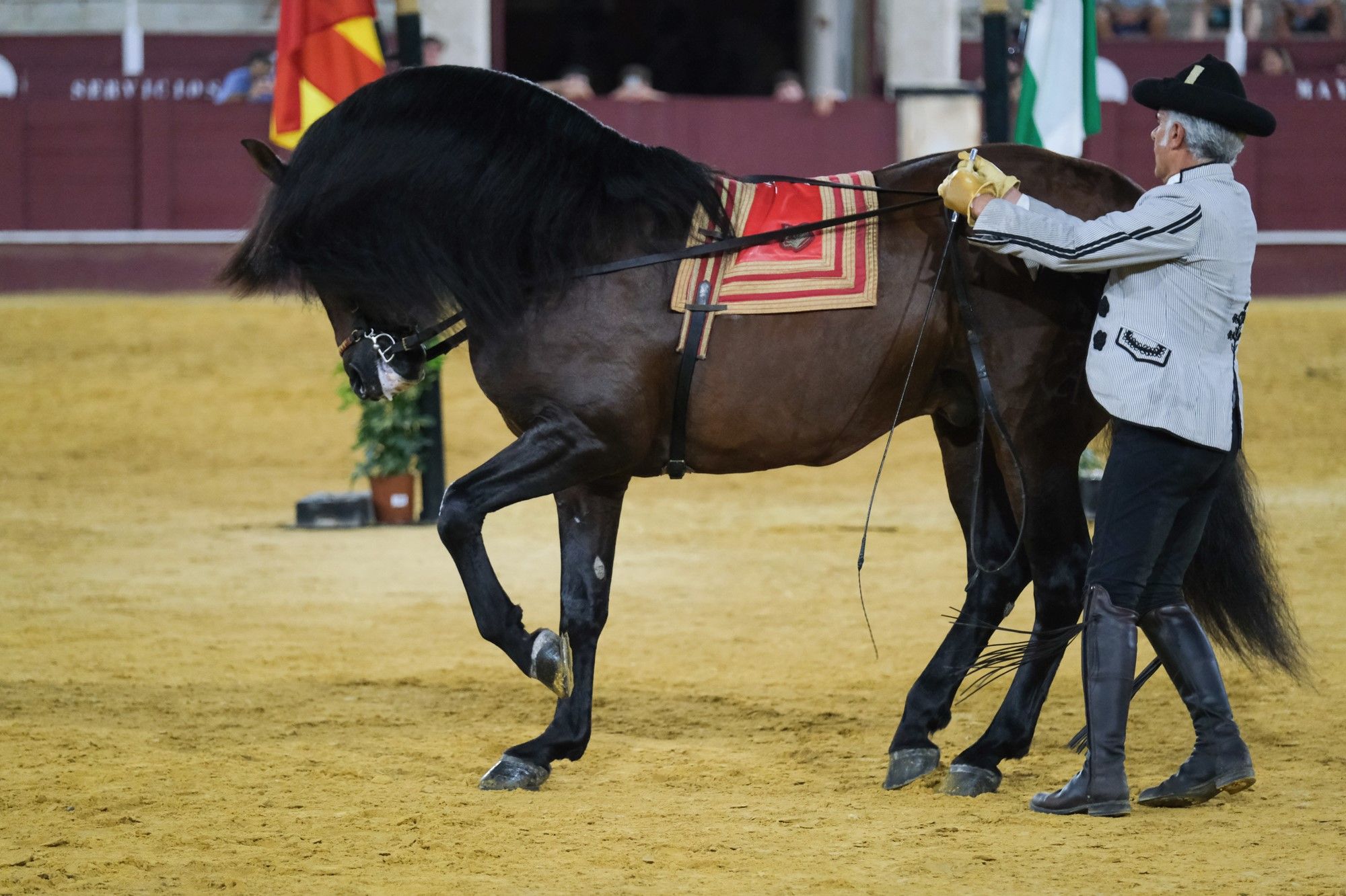 Los caballos andaluces bailan sobre el albero de La Malagueta