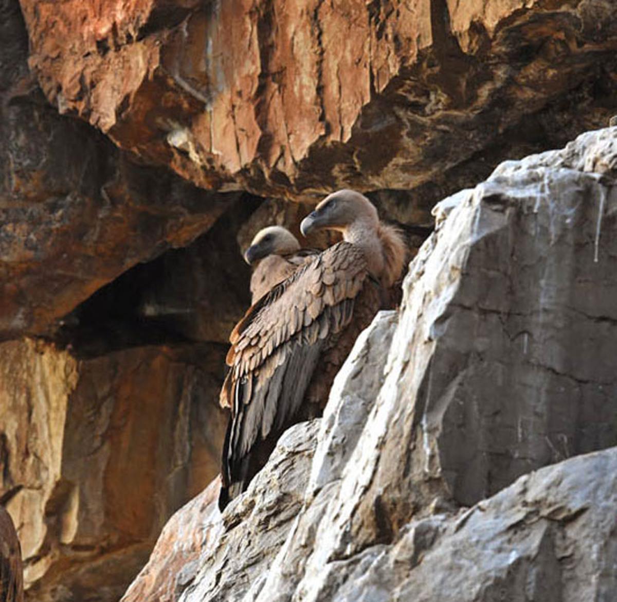 Imagen de buitres leonados en el Geoparque.