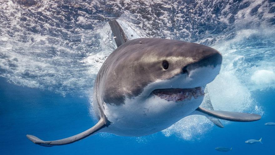 El tiburón blanco en Baleares: la presencia invisible