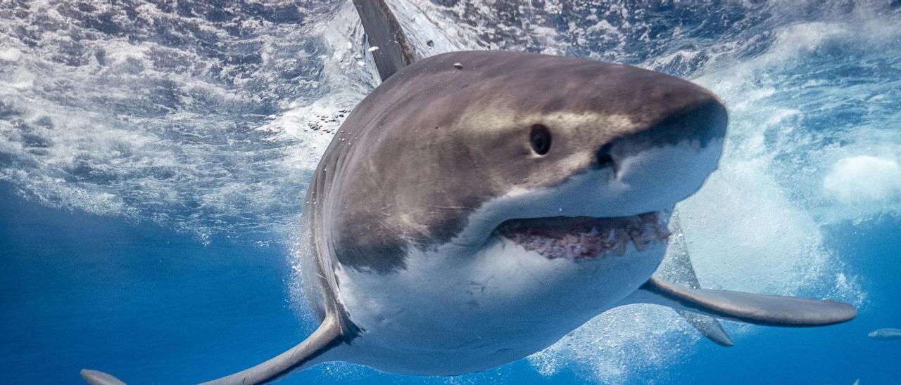 Un tiburón blanco fotografiado en aguas de Baja California (México). Proyecto tiburón blanco Isla Guadalupe