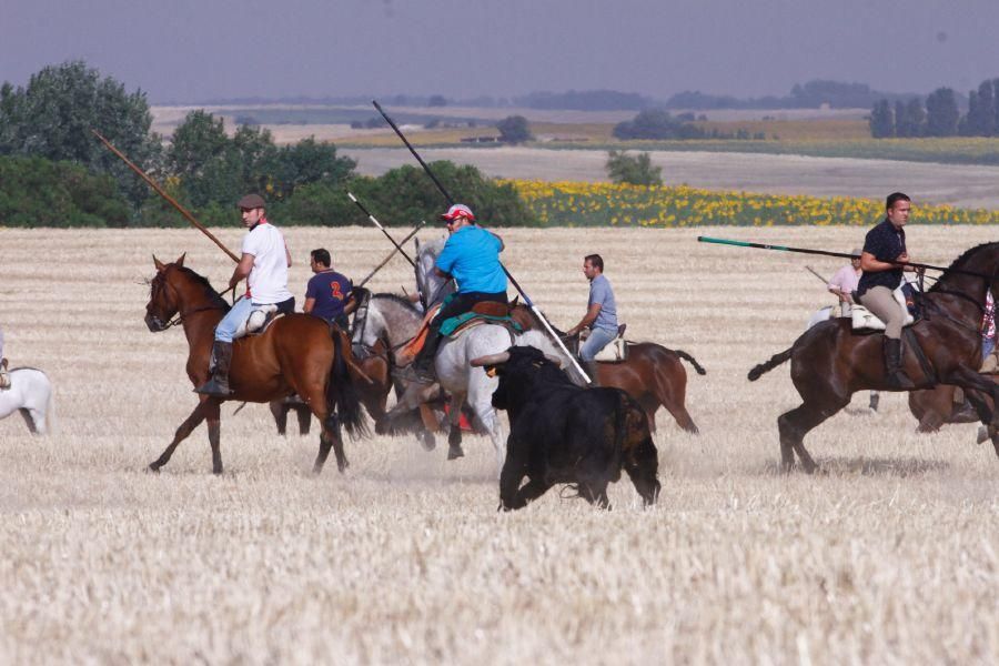 Fiestas en Zamora: Encierro campero en VIllaescusa