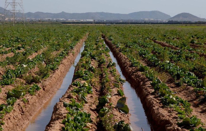 Cultivos saturados de agua del freático en La Puebla, en Cartagena, esta semana.