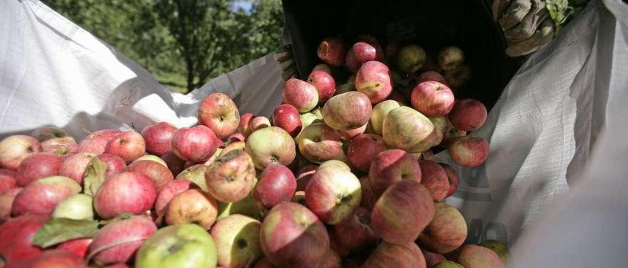 Trabajos de recogida de manzana en el campo estradense. // Bernabé/Cris M.V.