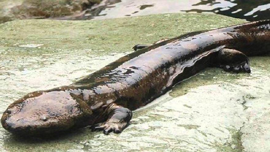 Identifican una nueva salamandra gigante como el anfibio más grande del mundo