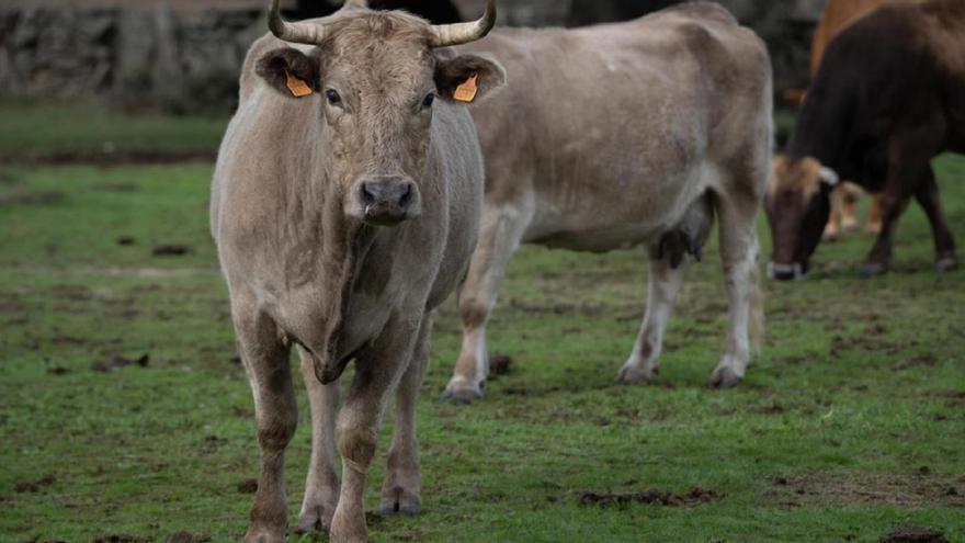 Luz verde a las ayudas agroambientales para los agricultores y ganaderos zamoranos