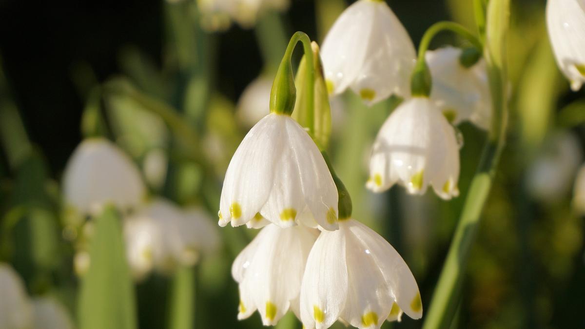 Lirio del valle: Las flores naturales de delicado aroma que mejor quedarán  en tu casa